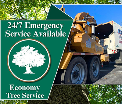Annapolis Maryland Emergency Tree Service