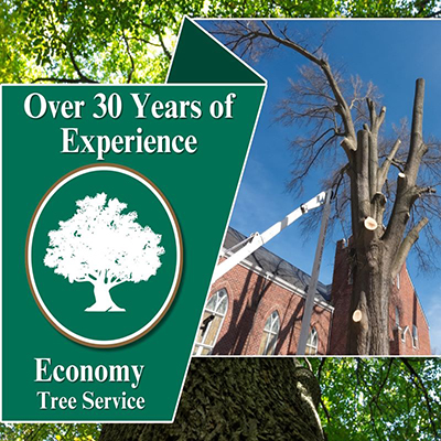 Annapolis Maryland Emergency Tree Removal Service