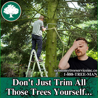 Anne Arundel Maryland Tree Trimming Service