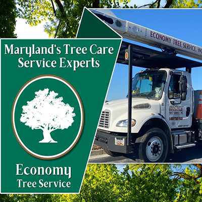 Crofton Maryland Tree Service