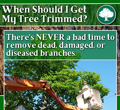 Severna Park Maryland Tree Trimming & Pruning Service