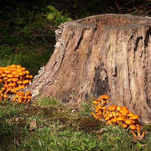 Stump Removal