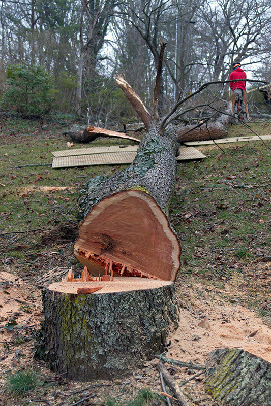 tree removal trunk