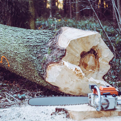 tree removal